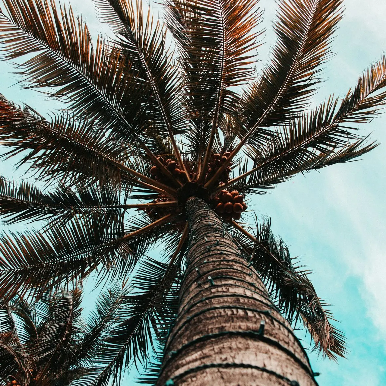 low angle photography of coconut tree